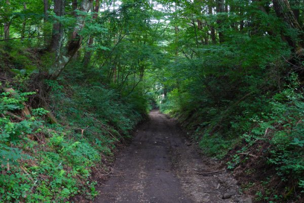 富士スバル高原別荘の南(3)：1204m