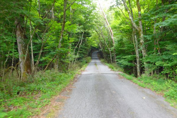 鳴沢林道(4)：1398m