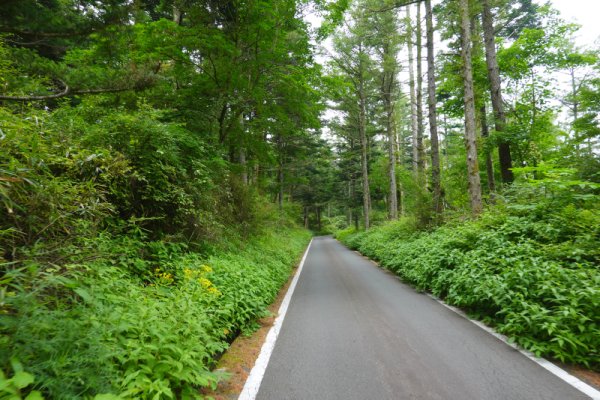 鳴沢林道(9)：1521m