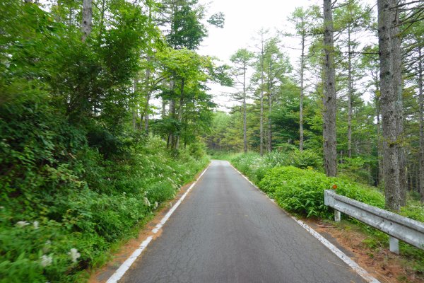 鳴沢林道(11)：1541m