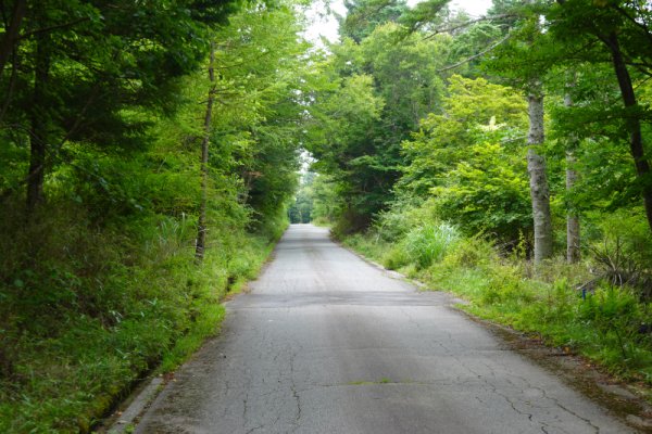 鳴沢林道(15)：1661m