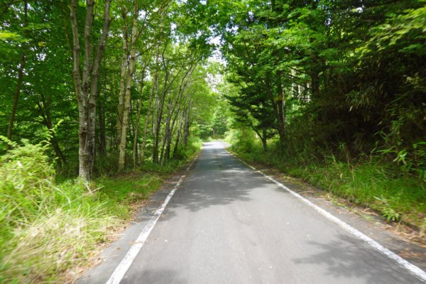 鳴沢林道(26)：1660m