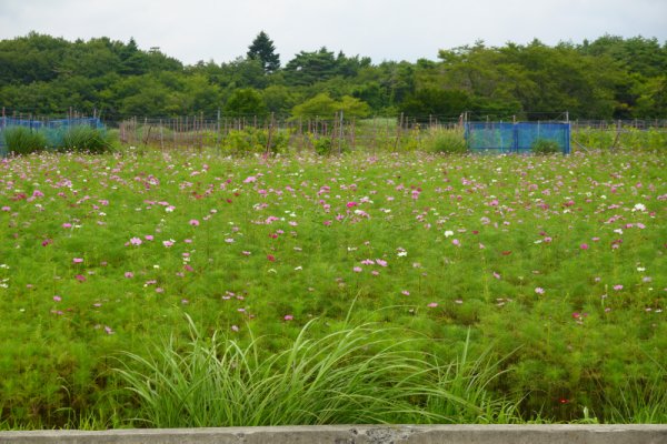 花の都公園手前のコスモス