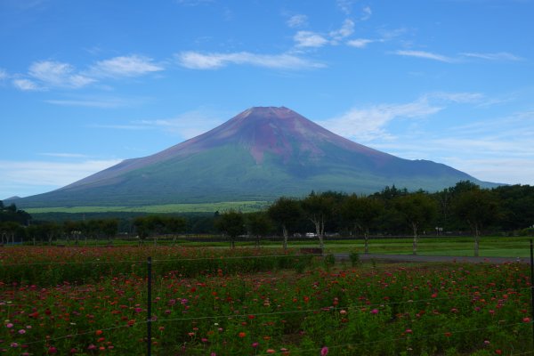 花の都公園：百日草と
