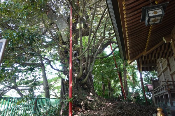 阿蘇神社(5)