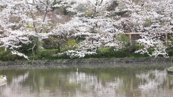 鶴ヶ丘八幡宮(1)
