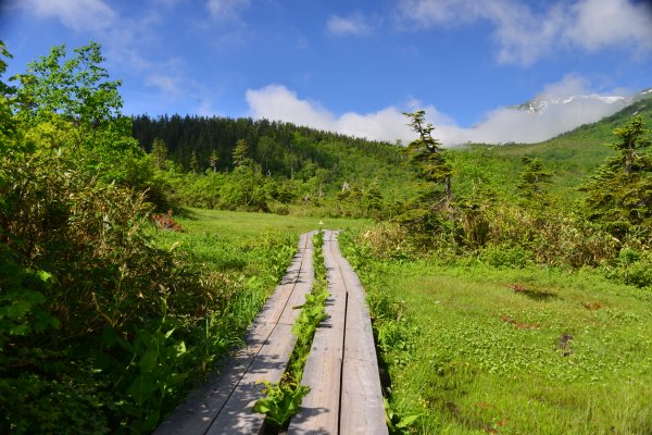 ワタスゲ湿原の木道