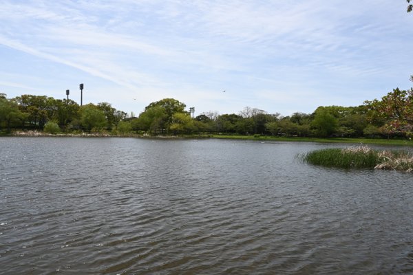 岩田運動公園(2)：水神池