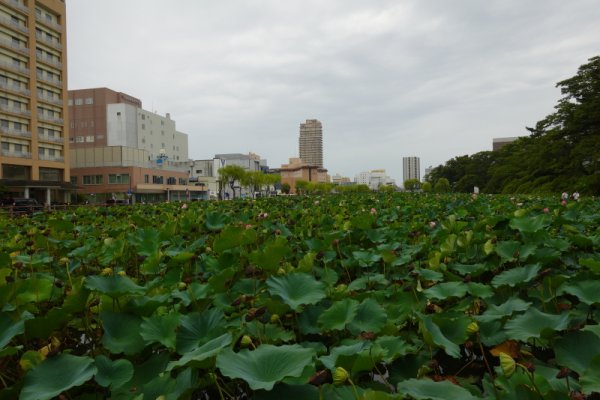 久保田城のお掘