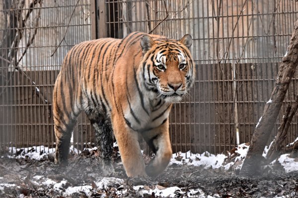 旭山動物園(2)：トラ