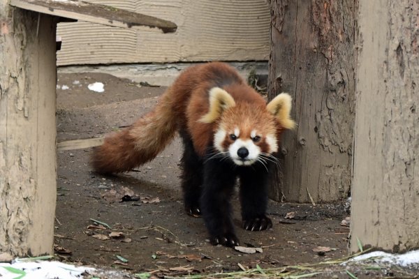旭山動物園(3)：レッサーパンダ