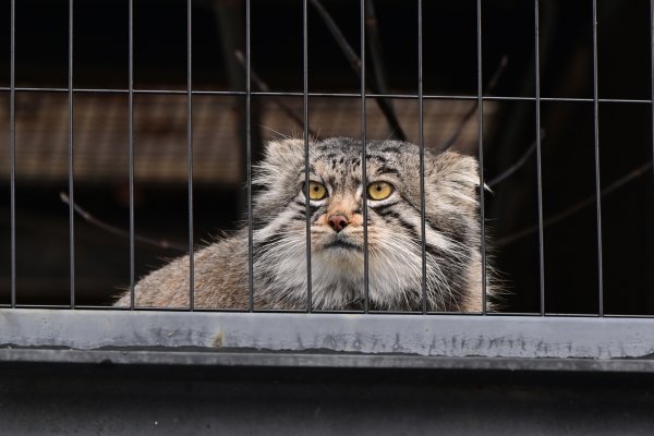 旭山動物園(4)：マヌルネコ
