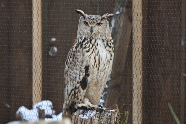 旭山動物園(5)：みみずく