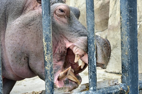 旭山動物園(6)：カバ