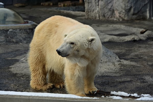 旭山動物園(8)：シロクマ