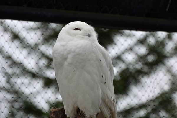 旭山動物園(12)