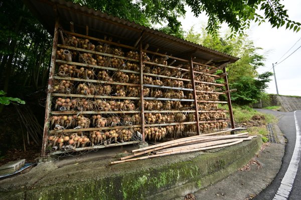 淡路名物の玉葱(1)
