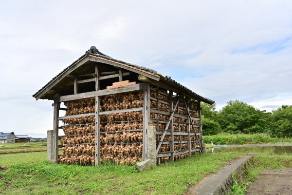 淡路名物の玉葱(2)