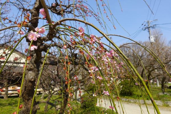 大宰府天満宮：梅