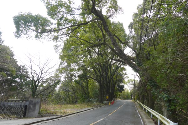 岩屋城跡への道