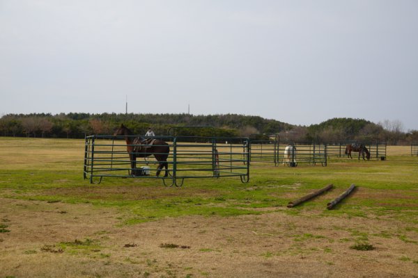 ホースライディング