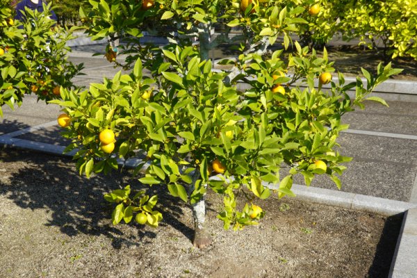 松山城二の丸庭園：柑橘草花園