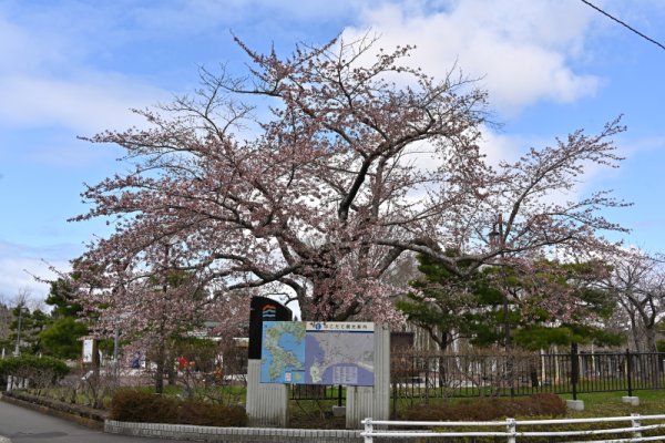函館市民の森：中央