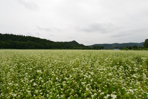 朱鞠内のそば畑