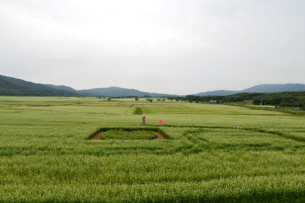 そば畑展望台