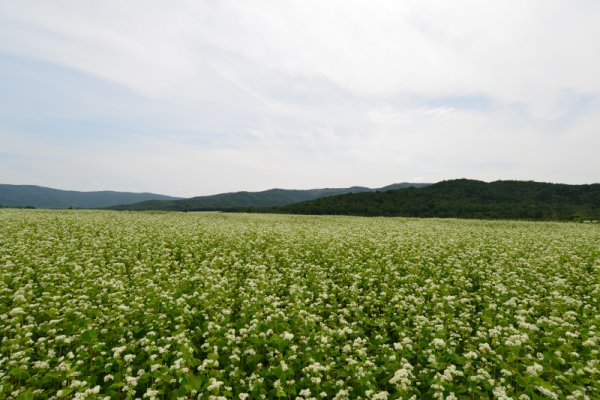 幌加内の蕎麦畑