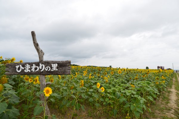 北竜のひまわり畑(2)