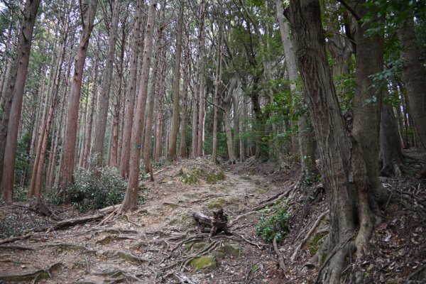 天の岩戸(13)：猿田彦の祠へ