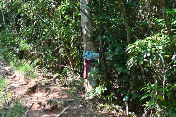 屋良部岳登山：登山道の入口