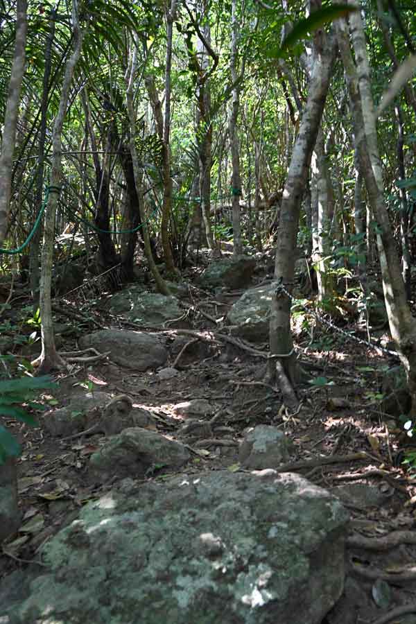 屋良部岳登山：登山道