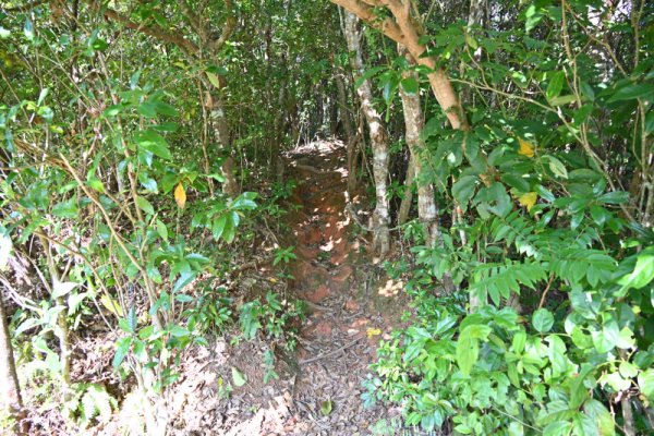 野底マーペー(3)：登山道