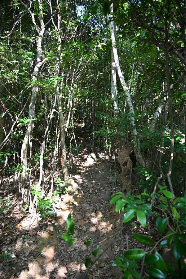 野底マーペー(4)：登山道