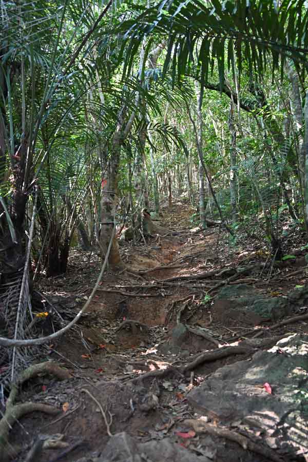 野底マーペー(5)：登山道
