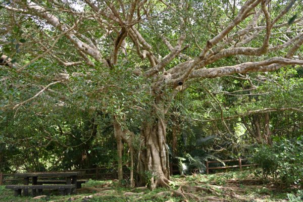 バンナ岳公園(9)：であい橋付近