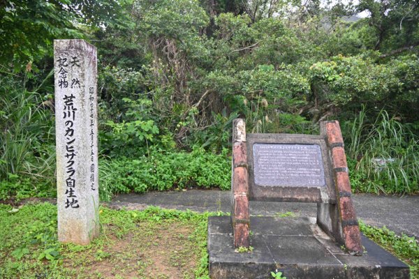 荒川のカンヒザクラ自生地