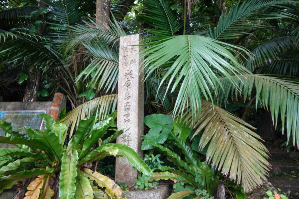 米原のヤエヤマヤシ群落(1)