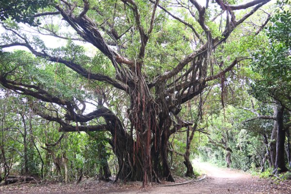 久高島：大きなガジュマル