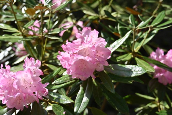 蓮華院誕生寺：シャクナゲ
