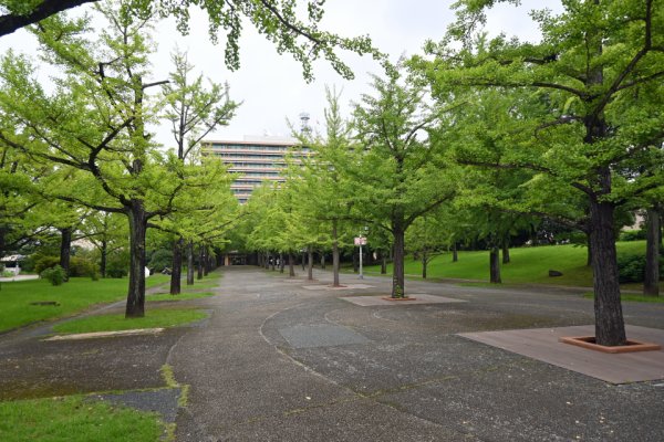 熊本県庁(2)：並木