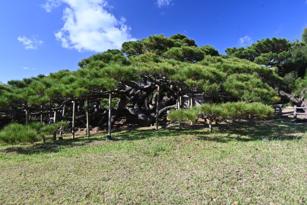 五枝の松(3)