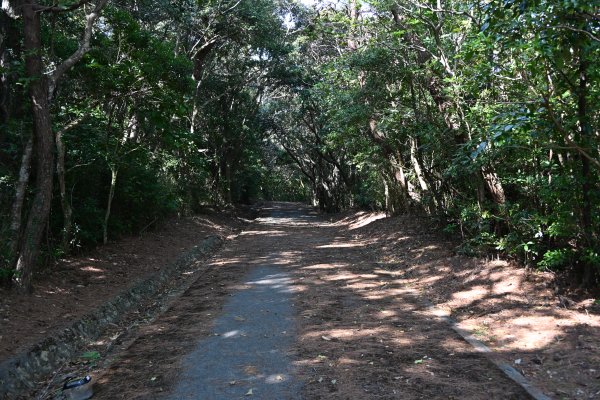 ニブチの森散策路(2)