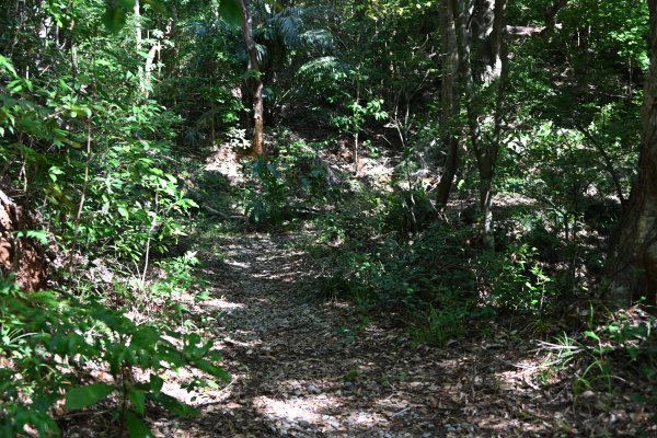 ニブチの森散策路(6)