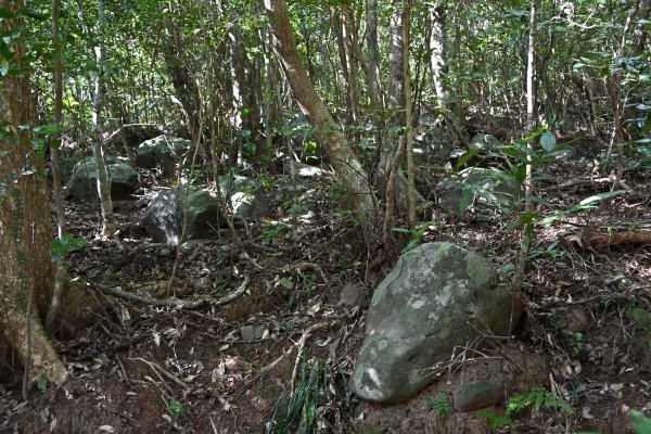 ニブチの森散策路(9)