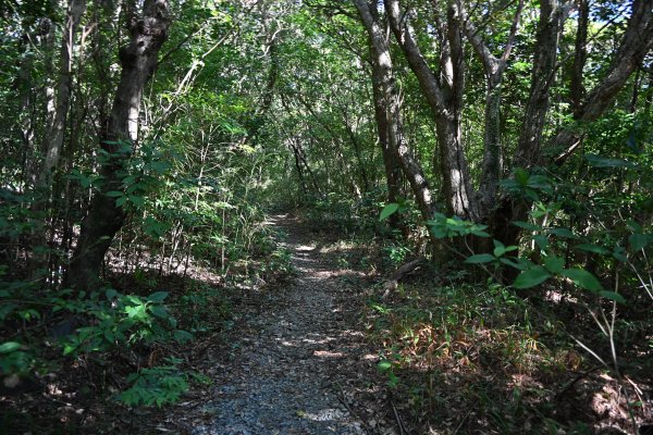 ニブチの森散策路(10)