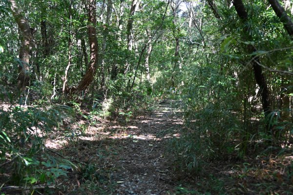 ニブチの森散策路(11)