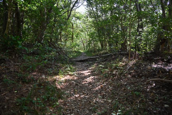 ニブチの森散策路(15)